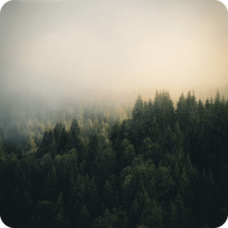 A picture of a forest with a dense fog above it.